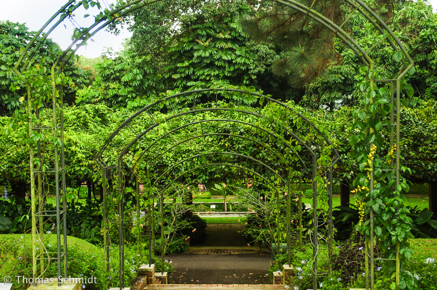 Botamic Garden Singapore Botamic Garden Singapore
