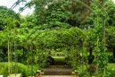 Singapore Botanic Garden